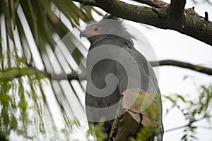 The African Harrier-Hawk Polyboroides typus).