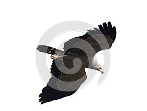 African harrier-hawk, Polyboroides typus