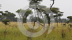African Harrier-Hawk Sitting on the Tree Watching Around in Africa