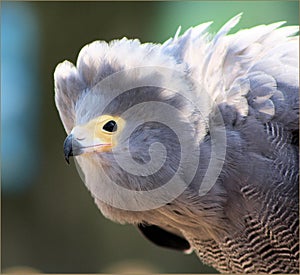 African harrier Hawke