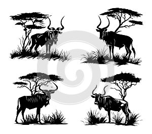 African hartebeest in the Savannah