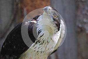 African hawk-eagle