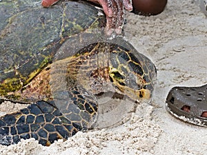 African Hawksbill Turtle photo