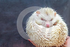 African hedgehog albinos on a gray background close up