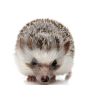 African hedgehog with black fur standing and staring at camera