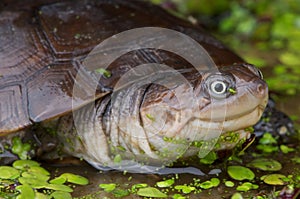 African helmeted turtle photo