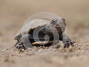 African helmeted turtle