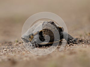 African helmeted turtle