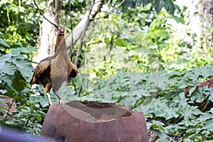 An African hen standing vigilantly