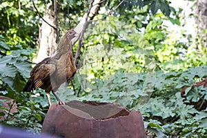 An African hen standing vigilantly