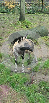 African hhunting wilds dogs at London Zoo, pack hunters