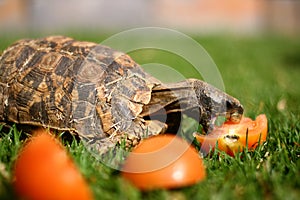 African Hingeback Tortoise