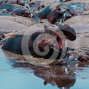 African hippo with open muzzle in a natural water pool in Ngorongoro National Park in Tanzania, Africa.