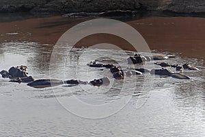 African hippo river