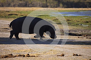 African Hippo in silhouette