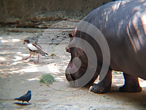 african hippo sniffing the ground in a zoo