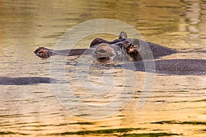 African hippo in their natural habitat. Kenya. Africa.