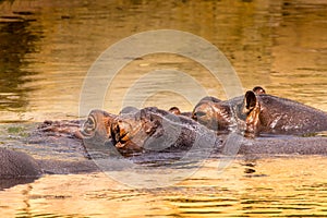 African hippo in their natural habitat. Kenya. Africa.