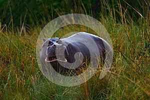 African Hippopotamus, Hippopotamus amphibius capensis, with evening sun, animal in the nature water habitat, Khwai, Moremi in