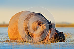 African Hippopotamus, Hippopotamus amphibius capensis, with evening sun, Chobe River, Botswana. Danger animal in the water, hippo.