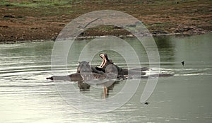 African hippos photo