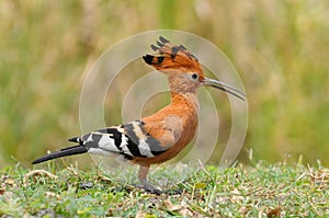 African Hoepoe Upupa africana, Okavango, Moremi Game Reserve, Botswana photo