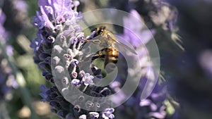 African honey bee finding nectar in flowers on a lavender bush