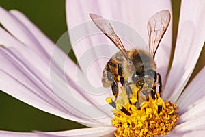 African honey bee gathering pollen