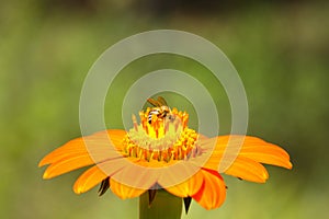 African Honey Bee Harvesting Pollen On Red Flower Apis mellifera scutellata