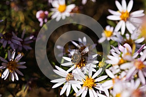 African Honey Bee Pollen Harvesting On White Flowers (Apis mellifera scutellata)