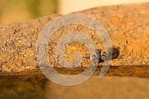 African Honey Bees Drinking From Rock Pool Apis mellifera scutellata