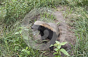 African honey ratel