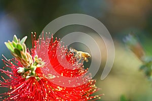 African honeybee Apis mellifera scutellata