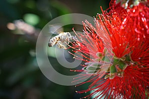 African honeybee Apis mellifera scutellata