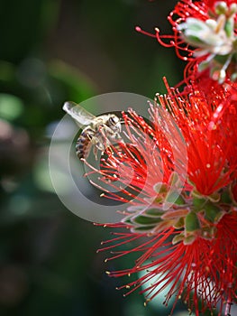 African honeybee Apis mellifera scutellata