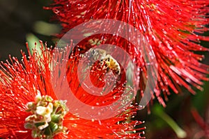 african honeybee (Apis mellifera scutellata) on bottlebrush