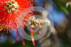 african honeybee & x28;Apis mellifera scutellata& x29; on bottlebrush