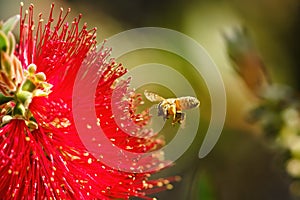 african honeybee (Apis mellifera scutellata) about to land on bottlebrush, in South Africa