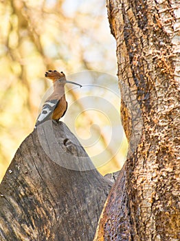 The African Hoopoe