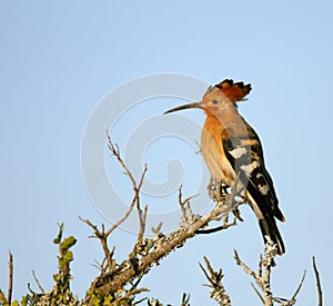 African Hoopoe