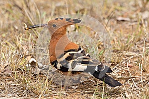 African Hoopoe