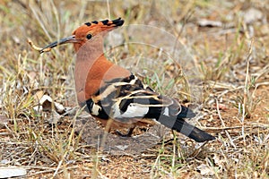 African Hoopoe