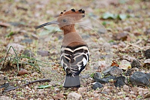 African Hoopoe