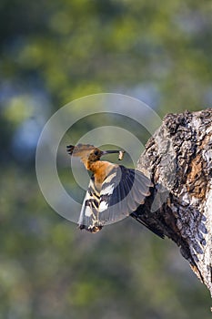 African hoopoe in Kruger National park, South Africa