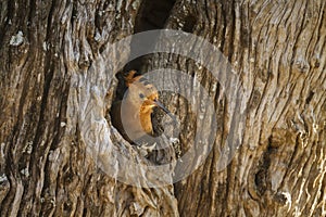 African hoopoe in Kruger National park, South Africa