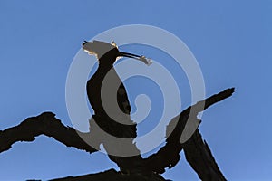 African hoopoe in Kruger National park, South Africa