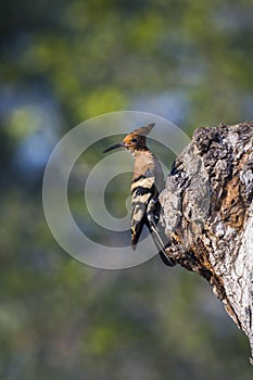 African hoopoe in Kruger National park, South Africa