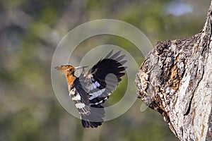 African hoopoe in Kruger National park, South Africa