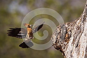 African hoopoe in Kruger National park, South Africa