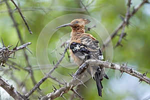 African hoopoe in Kruger National park, South Africa